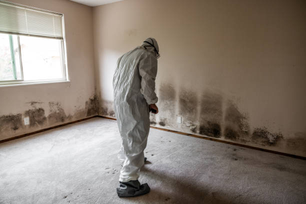 Bay City, TX Mold Removal Company